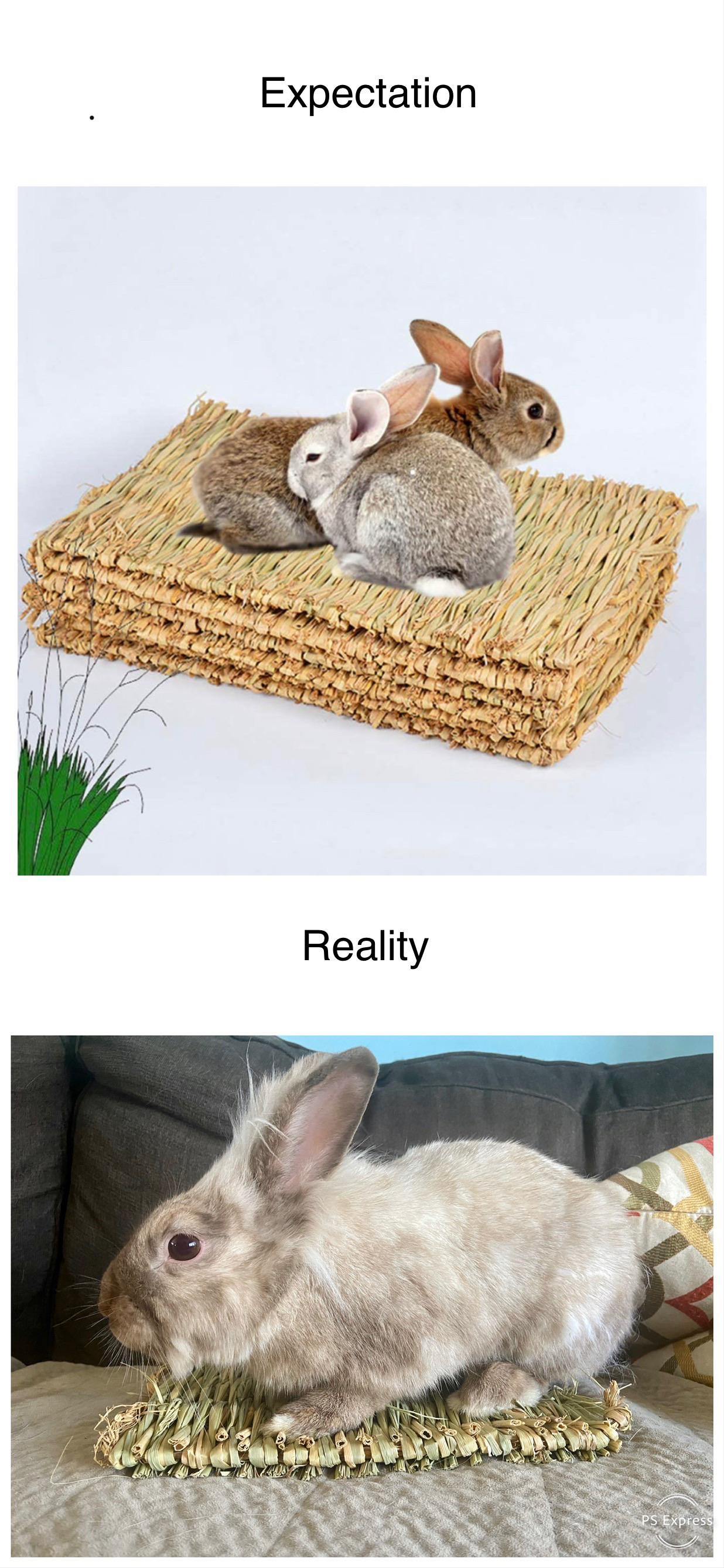 rabbit - Expectation Reality 0% 6 Ps Express