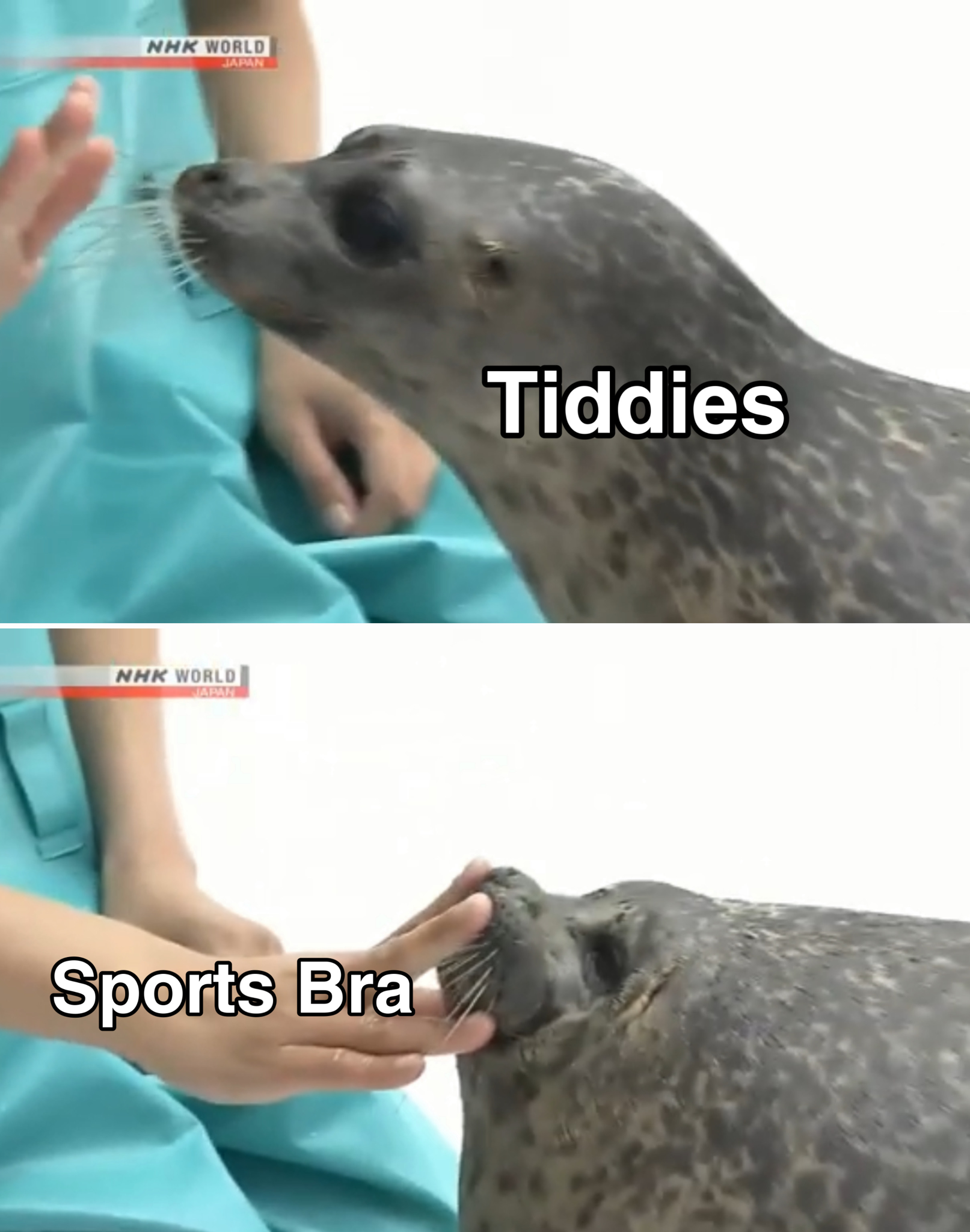 tiddies sports bra meme - Tiddies Nhk World Sports Bra
