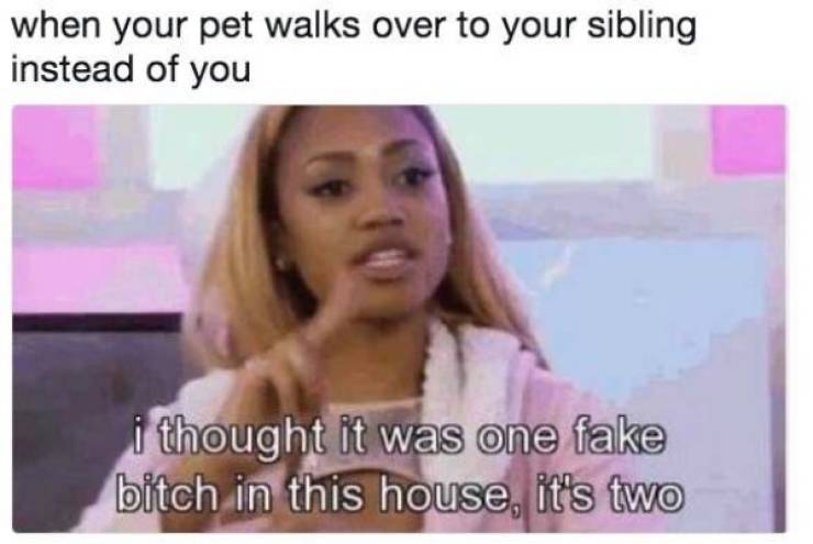 funny memes to send to your sister - when your pet walks over to your sibling instead of you i thought it was one fake bitch in this house, it's two