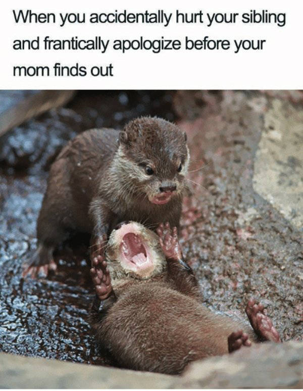 im hit otter down - When you accidentally hurt your sibling and frantically apologize before your mom finds out