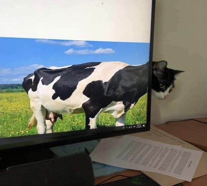 cow cat
