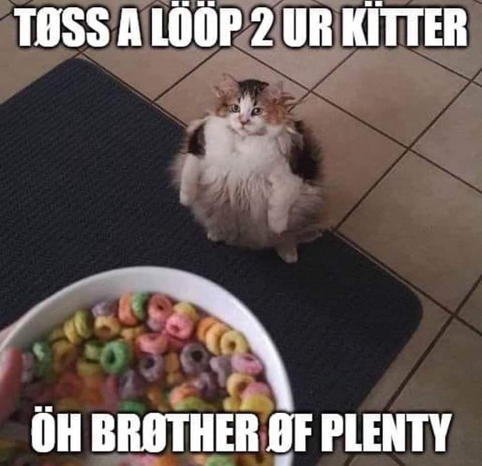 toss a loop to your kitter