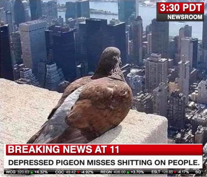 new york city - Pdt Newsroom Breaking News At 11 Depressed Pigeon Misses Shitting On People. Wcg 320.63 4.32% Cgc 49.42 4.92% Regn 406.00 3.70% Eslt 126.85 4.17% Sq
