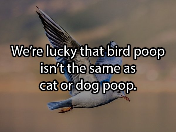 beak - We're lucky that bird poop isn't the same as cator dog poop