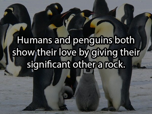 Humans and penguins both show their love by giving their significant other a rock.