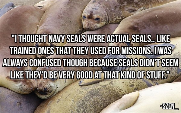 "I Thought Navy Seals Were Actual Seals... Trained Ones That They Used For Missions. I Was Always Confused Though Because Seals Didn'T Seem They'D Be Very Good At That Kind Of Stuff." Szenl