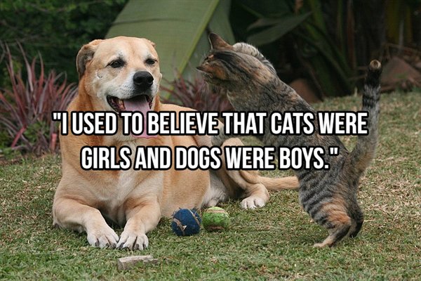 photo caption - Used To Believe That Cats Were Girls And Dogs Were Boys."