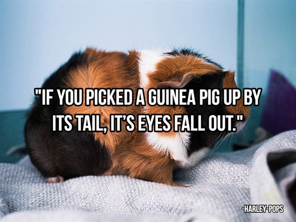 photo caption - "If You Picked A Guinea Pig Up By Its Tail, It'S Eyes Fall Out. HarleyPops