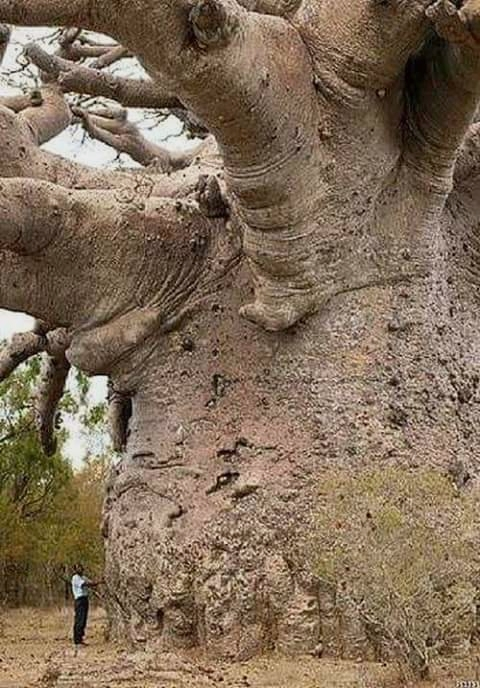 tanzania oldest tree on earth