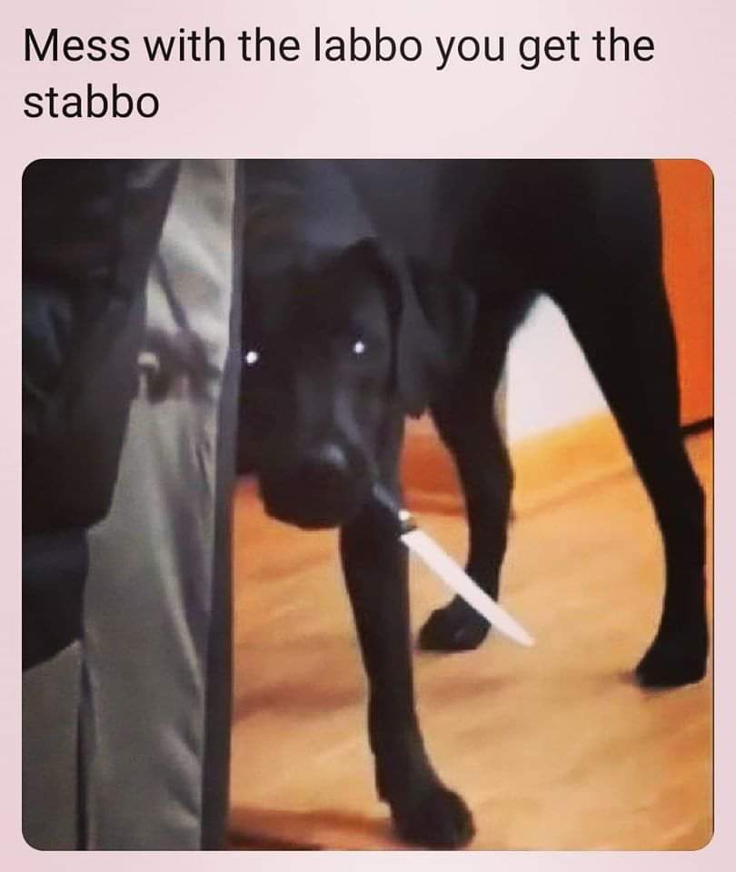 mess with the labbo - Mess with the labbo you get the stabbo