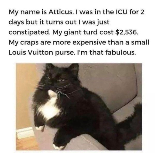 atticus the cat - My name is Atticus. I was in the Icu for 2 days but it turns out I was just constipated. My giant turd cost $2,536. My craps are more expensive than a small Louis Vuitton purse. I'm that fabulous.