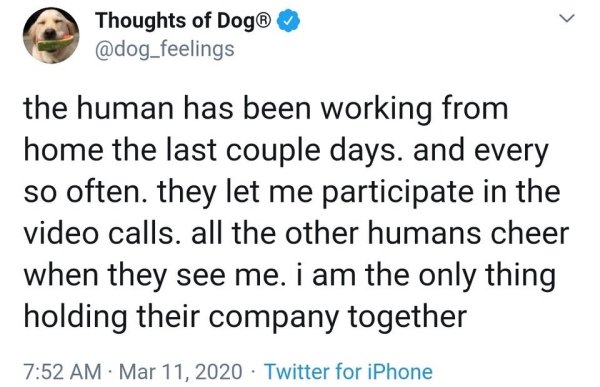 document - Thoughts of Dog the human has been working from home the last couple days. and every so often. they let me participate in the video calls. all the other humans cheer when they see me. i am the only thing holding their company together Twitter f