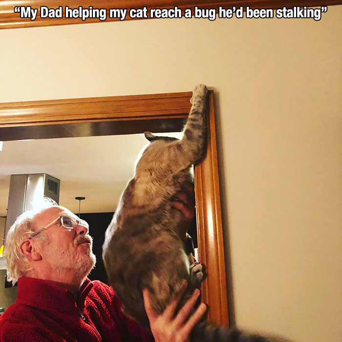 cat - My Dad helping my cat reach a bug he'd been stalking"