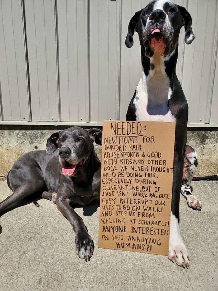 Dog - Needed New Home For Bonded Pair House Broken & Good With Kidsand Other Dogs. We Never Thought We'D Be Doing This, Especially During Quarantine,But It Just Isnt Working Out. They Interrupt Our Naps To Go On Walks And Stop Vs From Yelling At Sguirrels