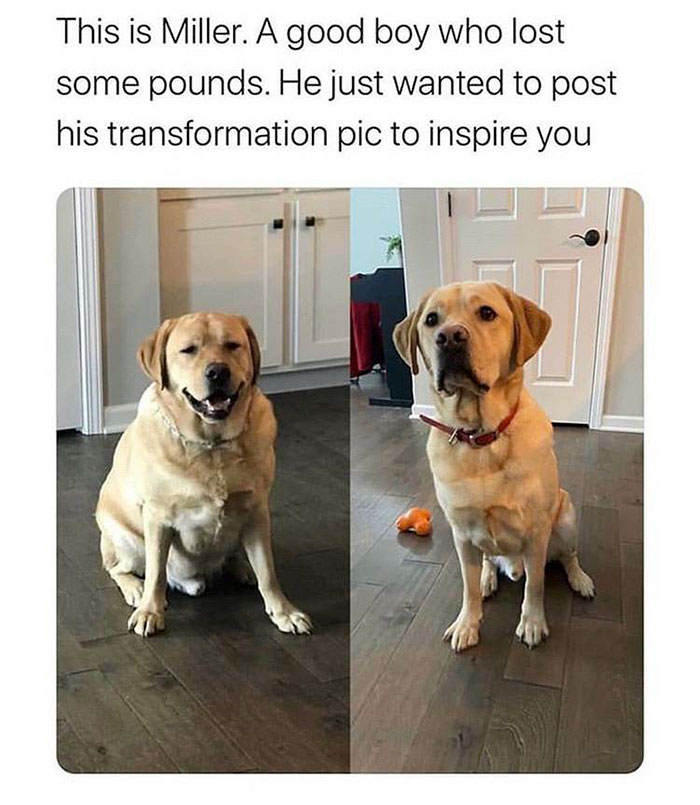 miller dog transformation - This is Miller. A good boy who lost some pounds. He just wanted to post his transformation pic to inspire you