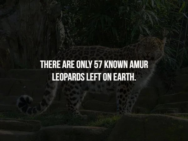 legit gaming - There Are Only 57 Known Amur Leopards Left On Earth.