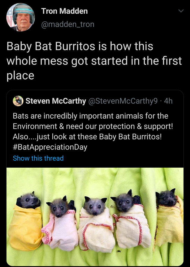 baby bat - Tron Madden Baby Bat Burritos is how this whole mess got started in the first place Steven McCarthy McCarthy9.4h Bats are incredibly important animals for the Environment & need our protection & Support! Also....just look at these Baby Bat Burr