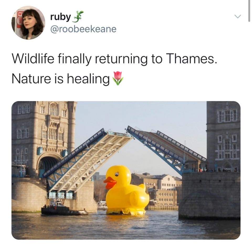 tower bridge - ruby Wildlife finally returning to Thames. Nature is healing Ha