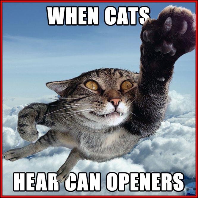 infinity and beyond funny - When Cats Hear Can Openers