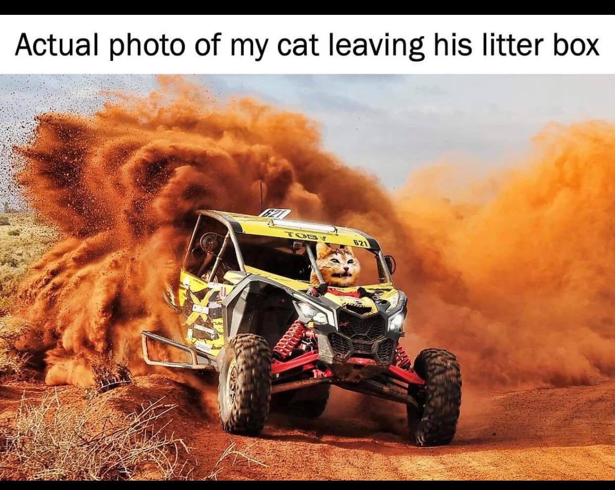 my cat leaves the litter box - Actual photo of my cat leaving his litter box 621