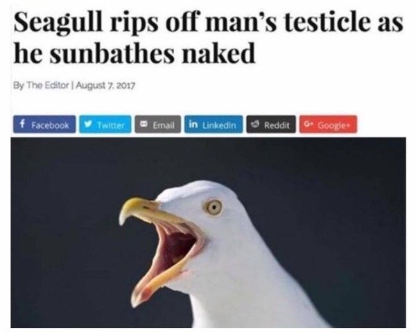 ball less meme - Seagull rips off man's testicle as he sunbathes naked By The Editor | f Facebook Twitter Email in Linkedin Reddie G Google