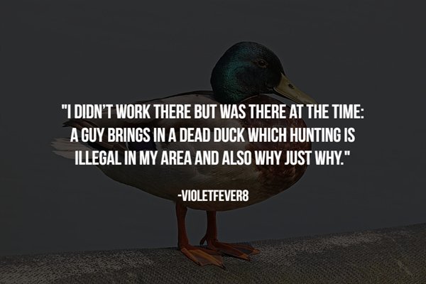 beak - "I Didn'T Work There But Was There At The Time A Guy Brings In A Dead Duck Which Hunting Is Illegal In My Area And Also Why Just Why." Violetfevers