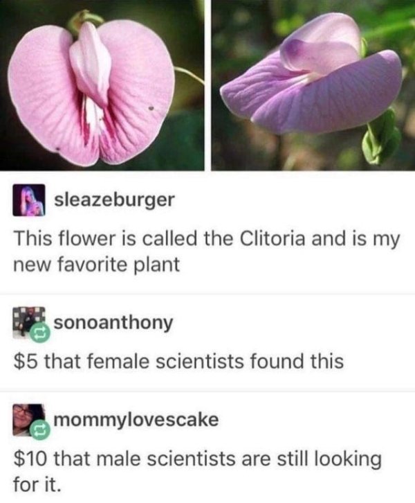 clitoria meme - sleazeburger This flower is called the Clitoria and is my new favorite plant sonoanthony $5 that female scientists found this mommylovescake $10 that male scientists are still looking for it.