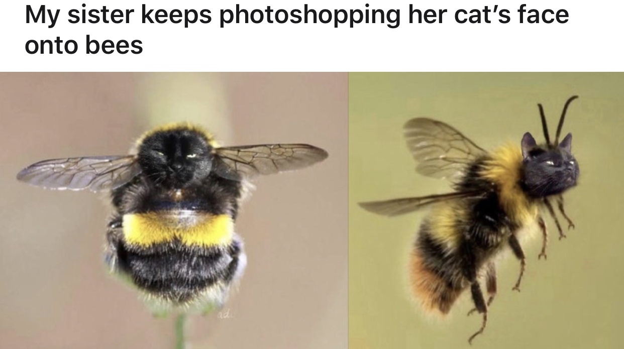 bumblebee - My sister keeps photoshopping her cat's face onto bees
