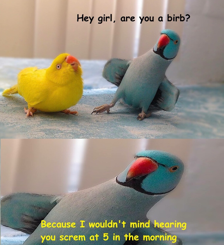 screaming cockatiel meme - Hey girl, are you a birb? Because I wouldn't mind hearing you screm at 5 in the morning