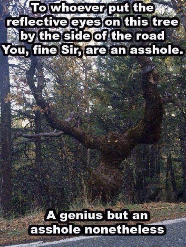 funny pics and memes - reflective eyes on tree meme - To whoever put the reflective eyes on this tree by the side of the road You, fine Sir, are an asshole. A genius but an asshole nonetheless