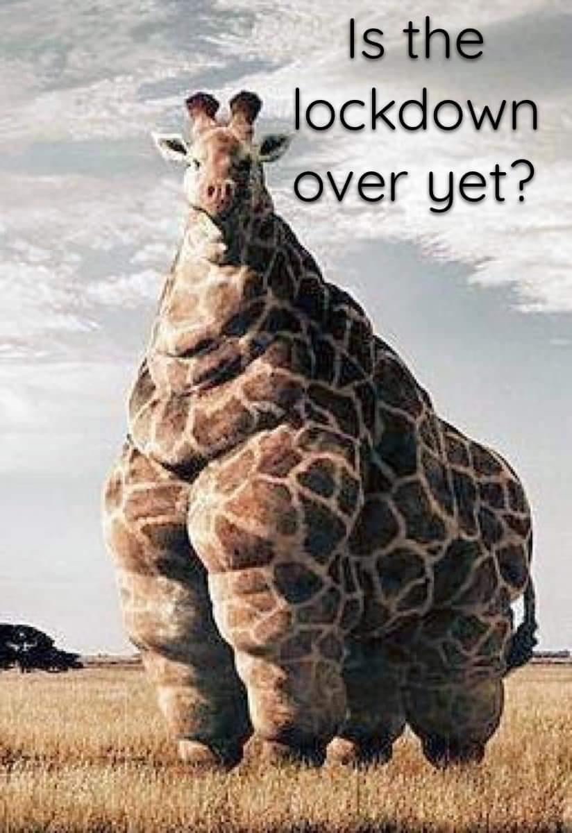 funny pics and memes - weird giraffe - Is the lockdown over yet?