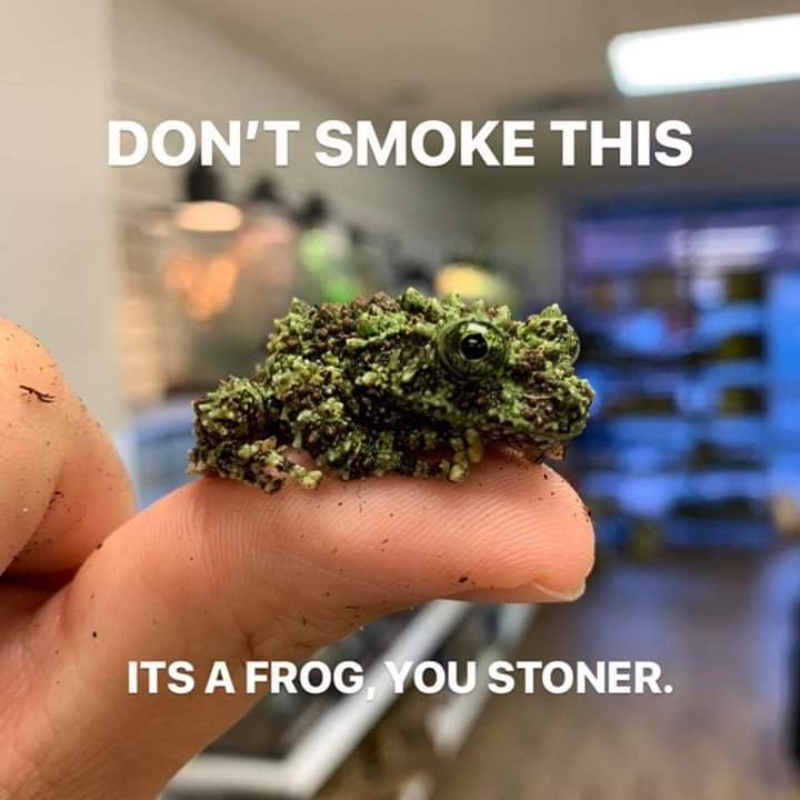 funny pics and memes - don t smoke this it's a frog - Don'T Smoke This Its A Frog, You Stoner.