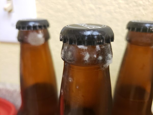 beer bottle covered in mold