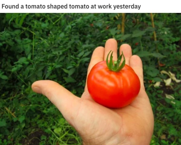 natural foods - Found a tomato shaped tomato at work yesterday