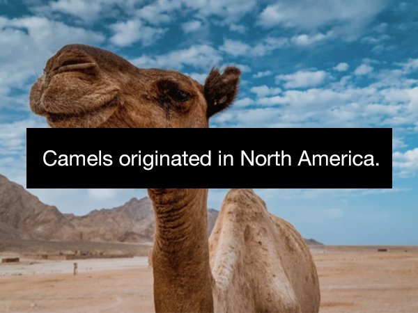 do camels eat - Camels originated in North America,