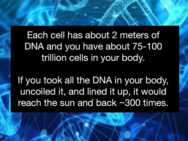 telephone call - Each cell has about 2 meters of Dna and you have about 75100 trillion cells in your body. 'If you took all the Dna in your body, uncoiled it, and lined it up, it would reach the sun and back ~300 times.