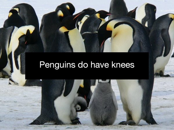 Emperor penguin - Penguins do have knees