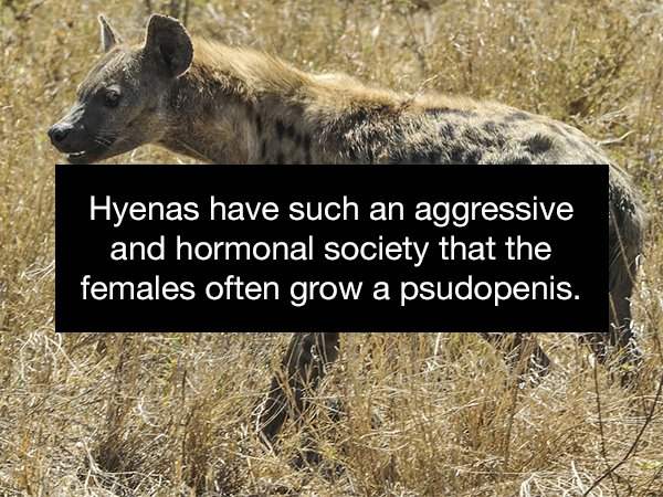 wildlife - Hyenas have such an aggressive and hormonal society that the females often grow a psudopenis.