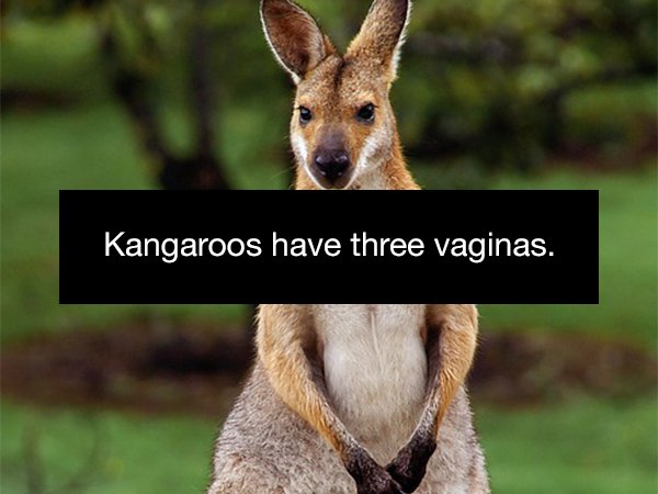 australia valentines day - Kangaroos have three vaginas.