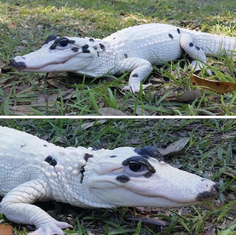 alligator cool
