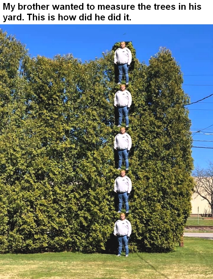 tree - My brother wanted to measure the trees in his yard. This is how did he did it.