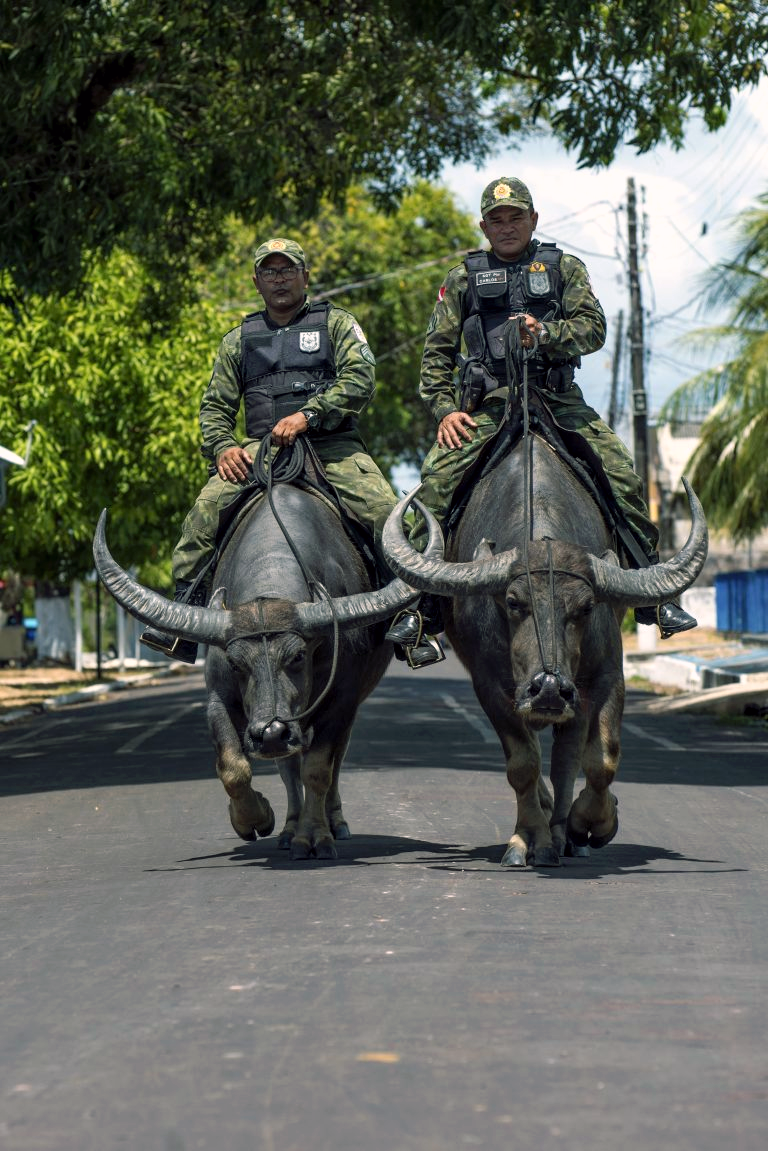 police in brazil water buffalo