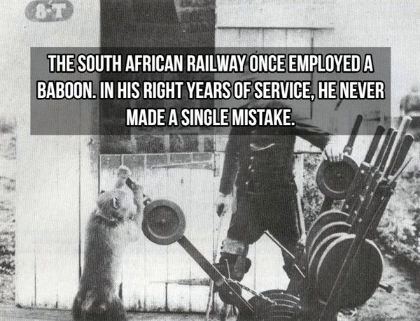 baboon railroad signalman - The South African Railway Once Employed A Baboon. In His Right Years Of Service, He Never Made A Single Mistake.