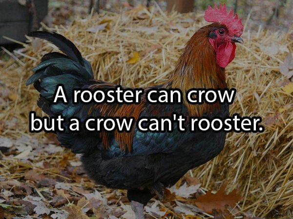 A rooster can crow but a crow can't rooster.