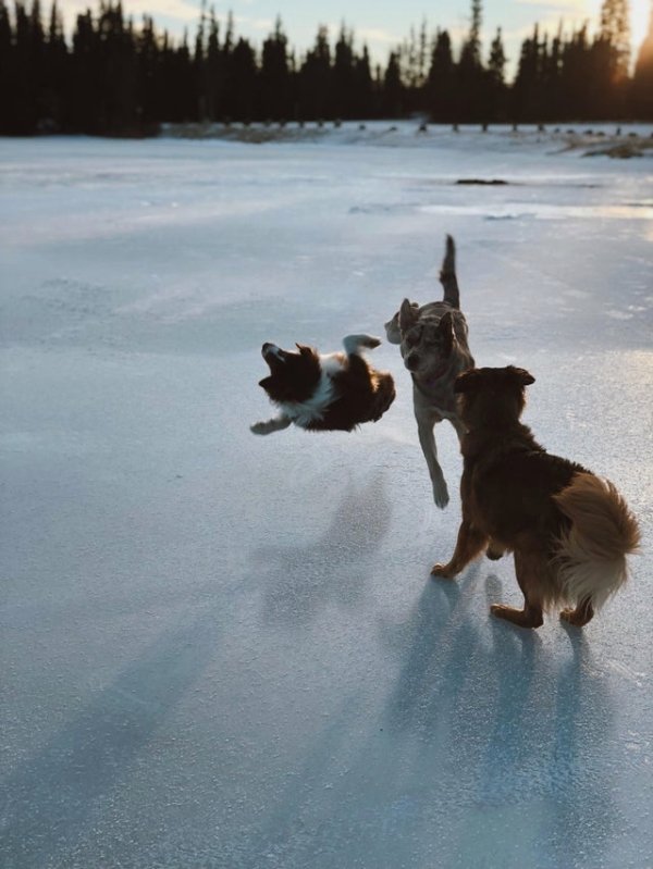 perfectly timed photos - dog falling on ice
