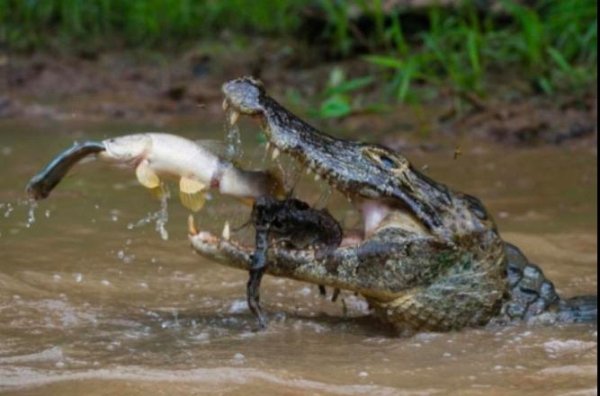 perfectly timed photos - alligator eating fish