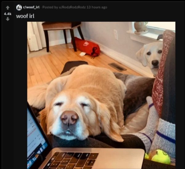 perfectly timed photos - dogs working from home