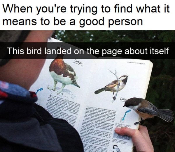 perfectly timed photos - bird lands on the page about itself
