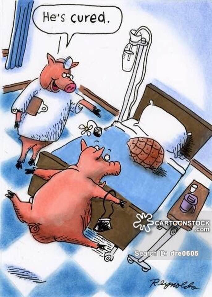 cured ham cartoon - He's cured. Artoonstock .com Search Id dre0605 Reynolds