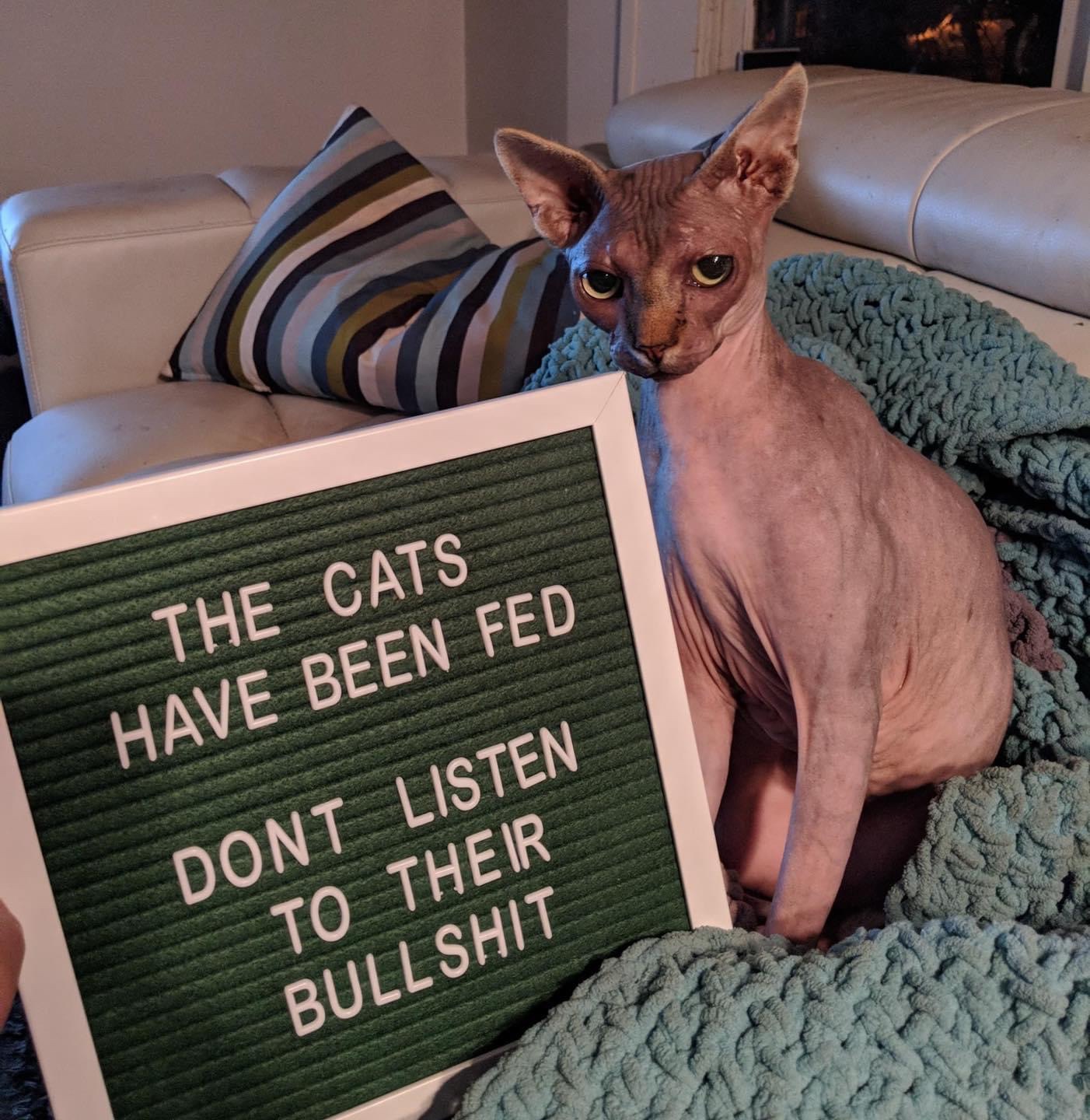 sphynx - The Cats Have Been Fed Dont Listen To Their Bull Shit